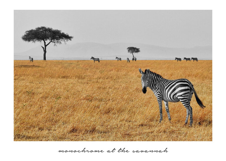 Zebra beim Grasen in der afrikanischen Savanne