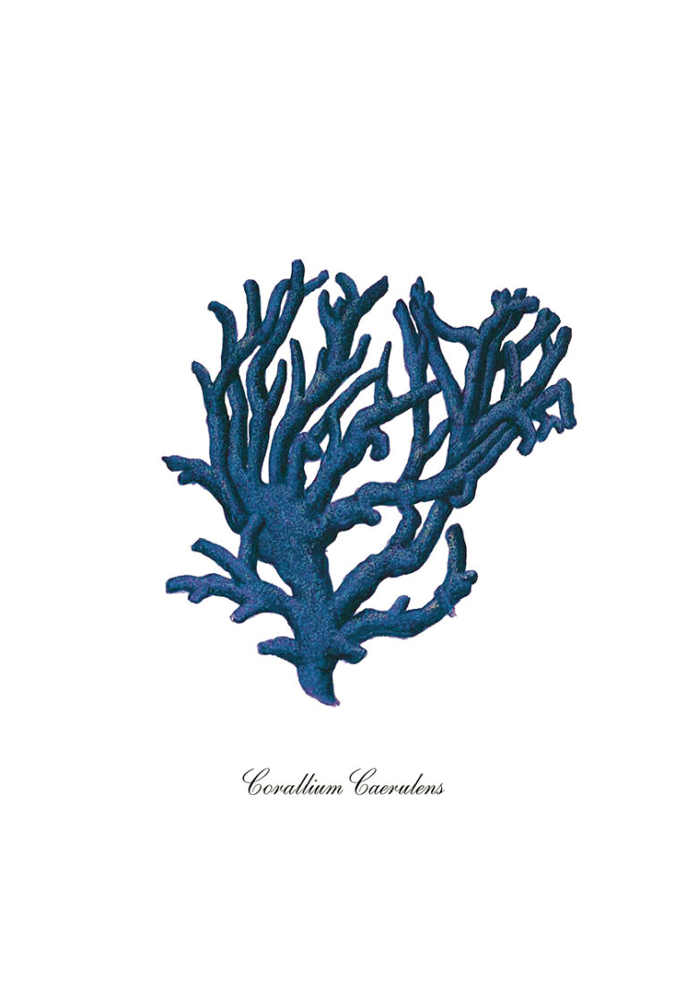 Naturillustration einer blauen Koralle
