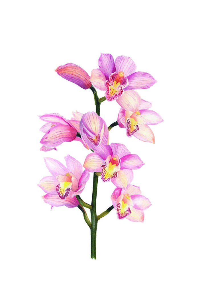 FLOR PARIS