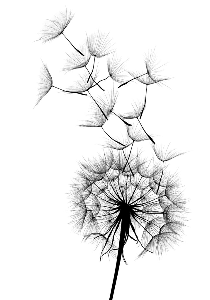 DANDELION AIR