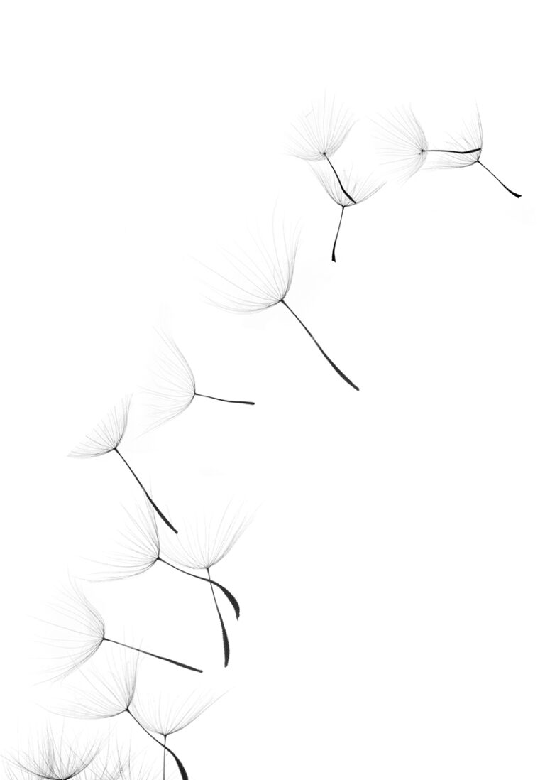 Zarte, minimalistische Pusteblume in Bewegung