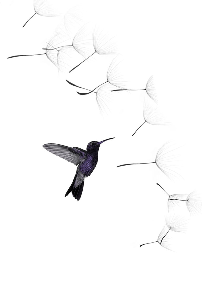 Künstlerische Komposition mit Kolibri und Pusteblume