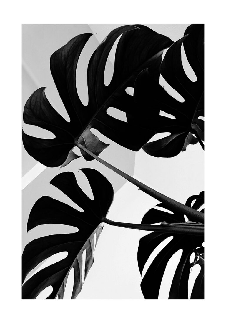 Minimalistische botanische Kunst in Schwarz-Weiß