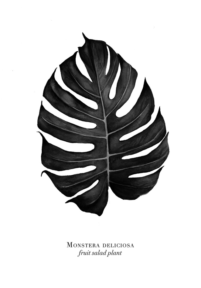 Monochrome Illustration eines Monstera-Blatts
