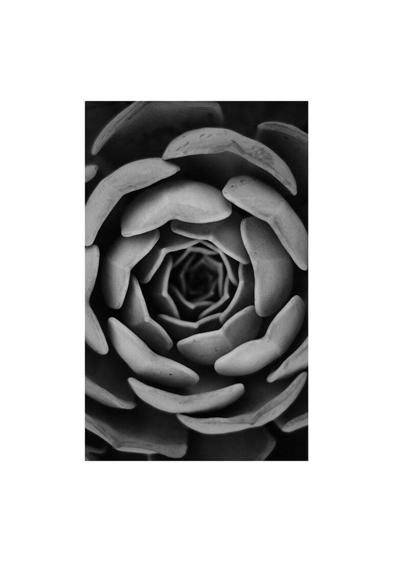 Monochrome Nahaufnahme einer spiralförmigen Sukkulente