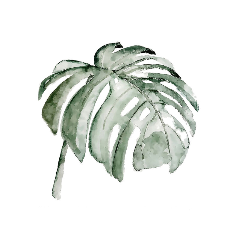 Aquarellillustration eines Monstera-Blatts