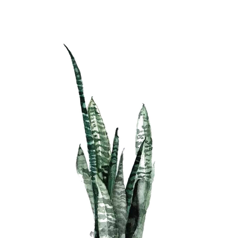 Sansevieria-Motiv in Grüntönen