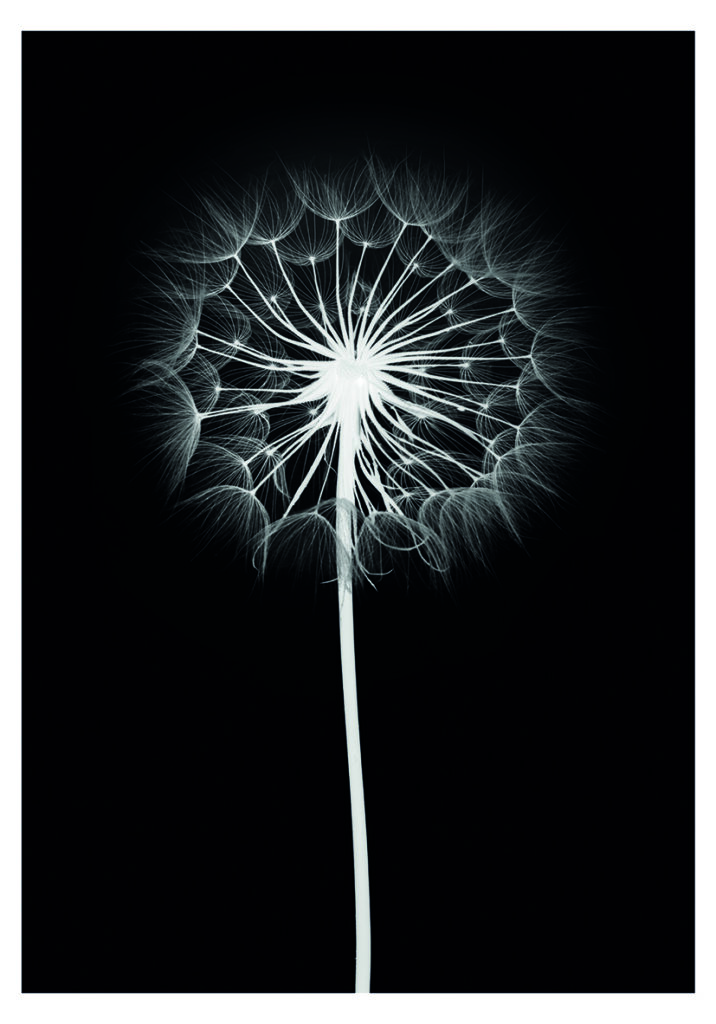DANDELION NEGRO 1