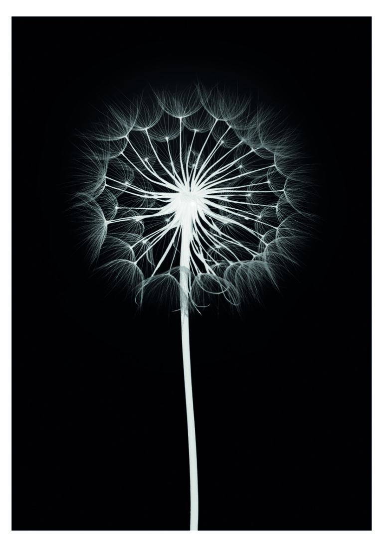 Eleganter Löwenzahn in Schwarz-Weiß