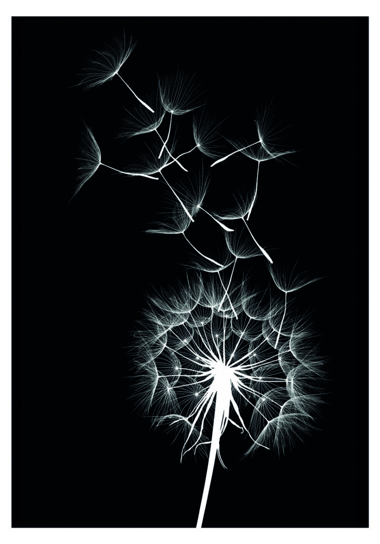 Minimalistische monochrome Silhouette eines Löwenzahns