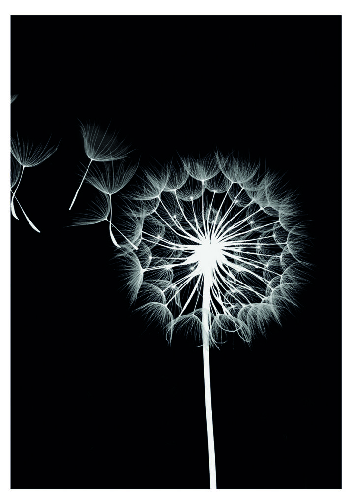 DANDELION NEGRO 3
