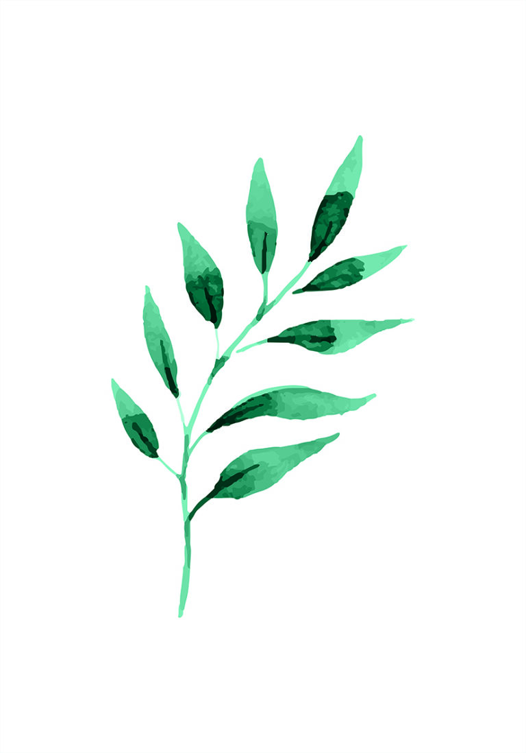 Minimalistisches grünes Blatt in Aquarell