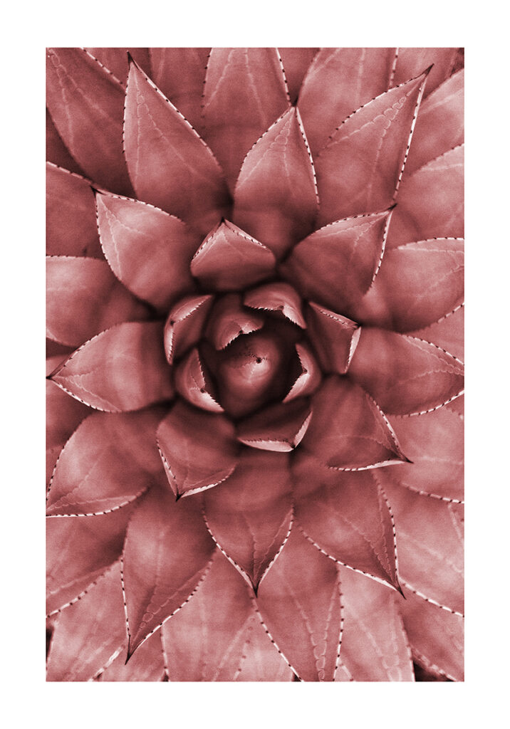 CACTUS BURDEOS