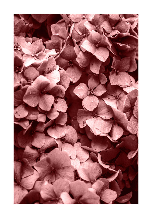 Rosa Blüte in Makro-Nahaufnahme