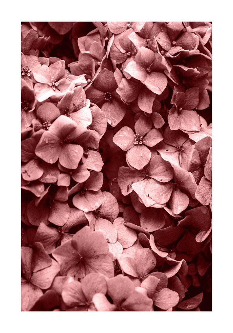 Rosa Blüte in Makro-Nahaufnahme