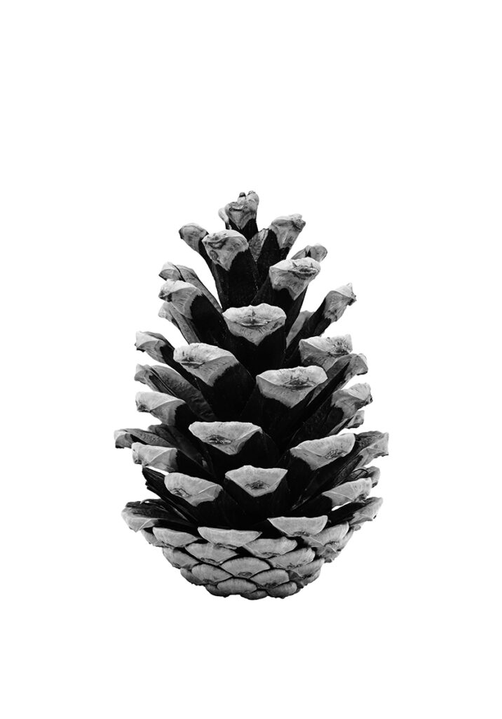 PIÑA FINE