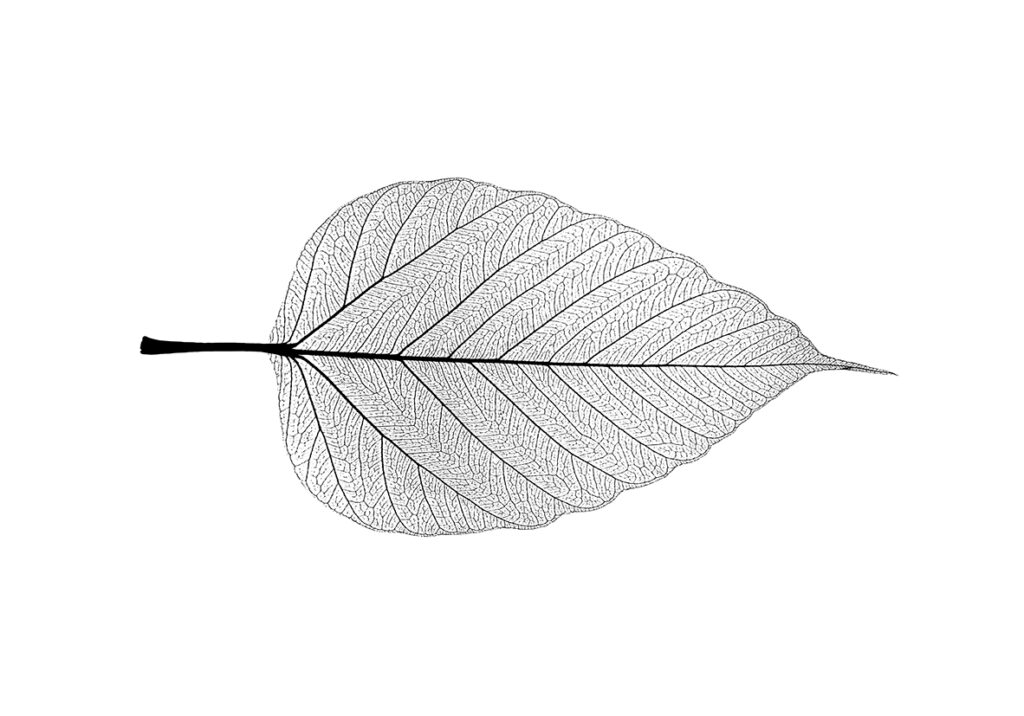 HOJA FINE