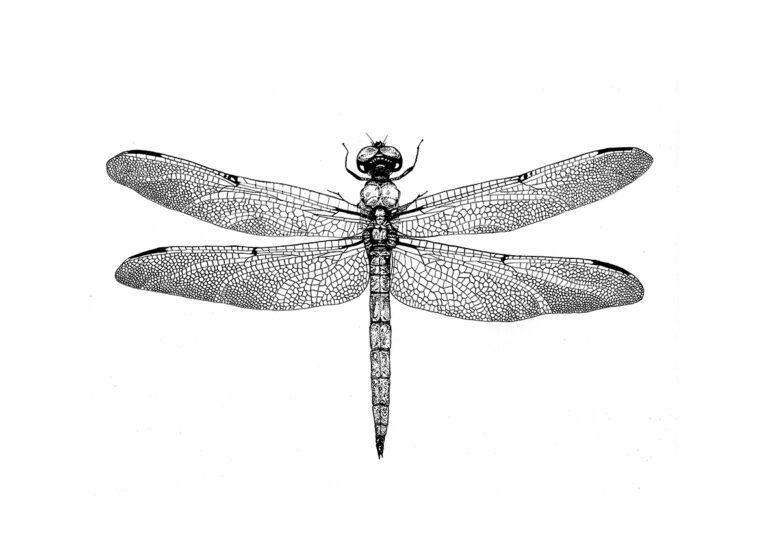 Detailreiche Illustration einer Libelle