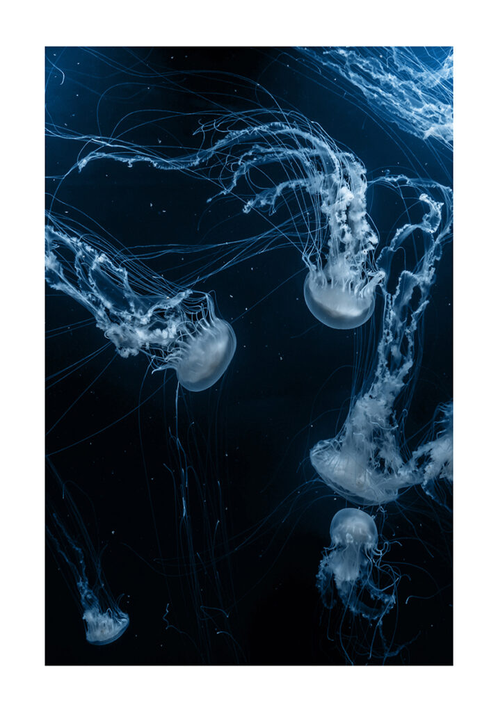 MEDUSAS OCEAN