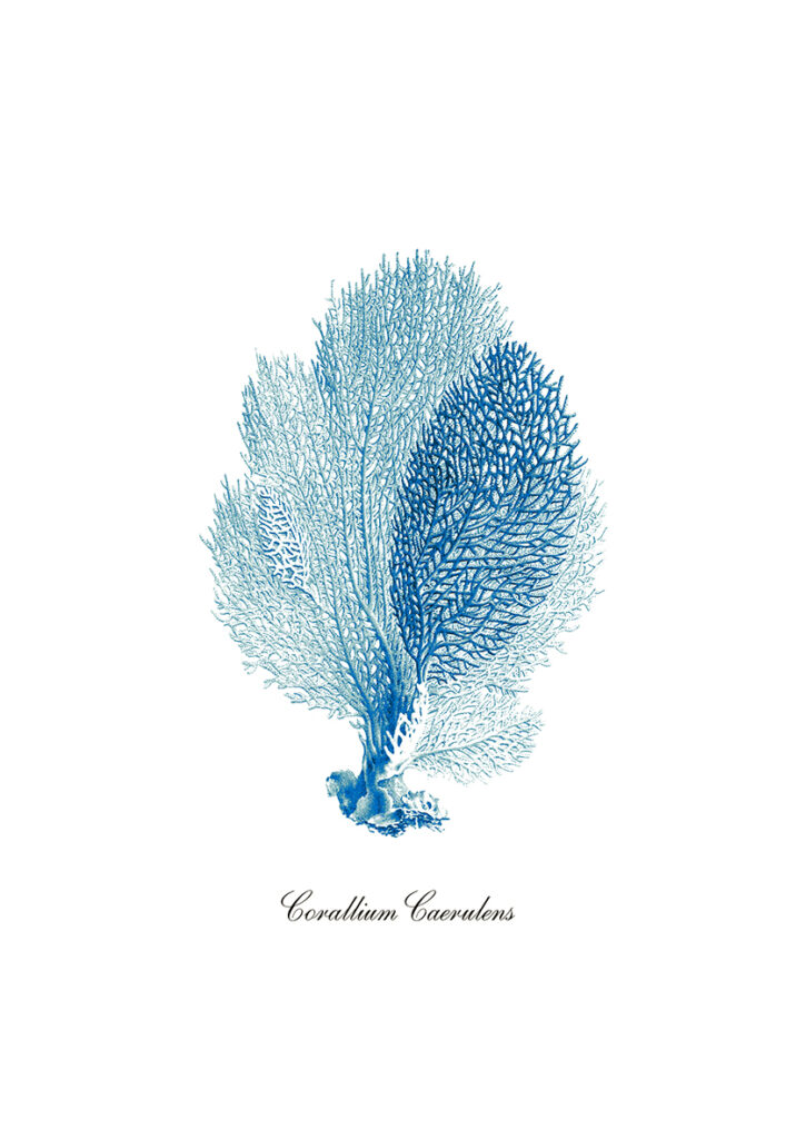 CORAL OCEAN
