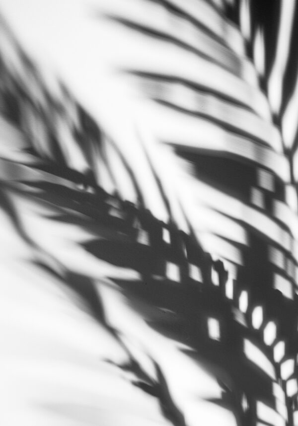 Schattenspiel mit Palmwedeln