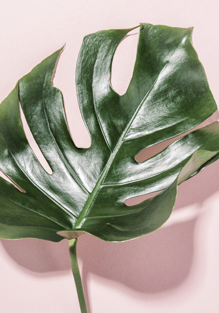 Monstera-Blatt auf minimalistischem rosa Hintergrund