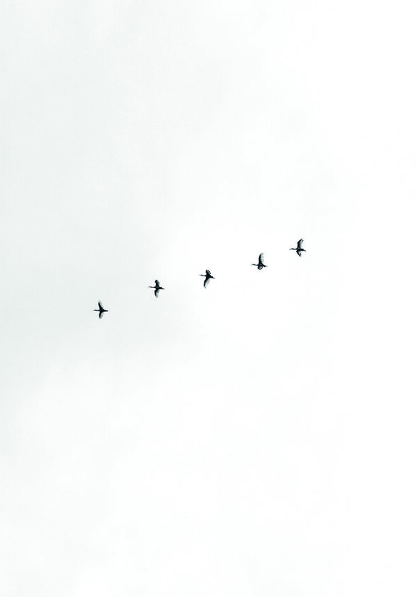 Vögel, die in Formation in den Himmel fliegen