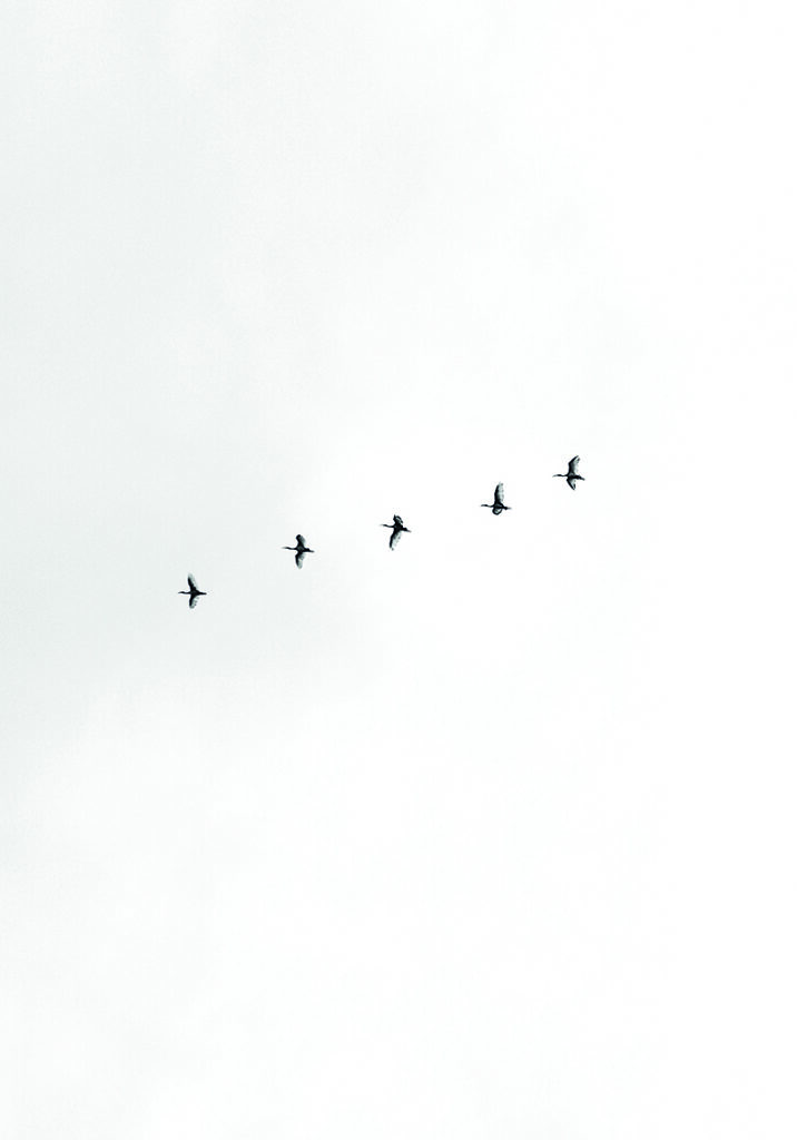 PAJAROS AIR