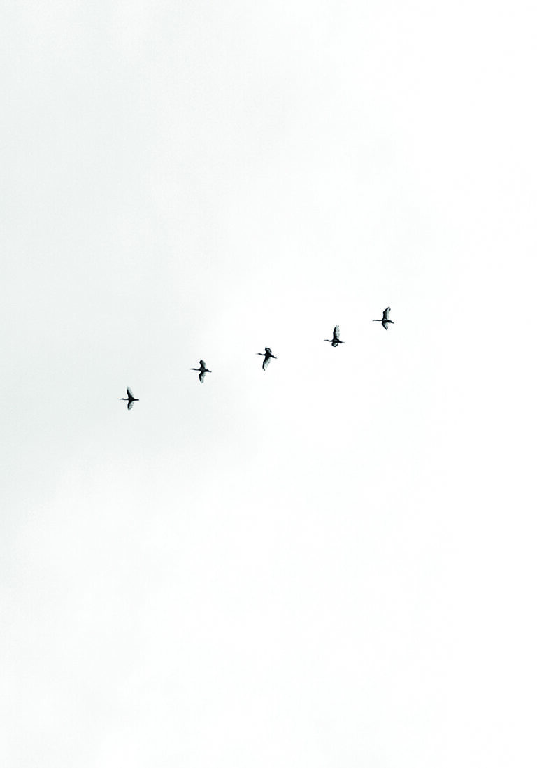 Vögel, die in Formation in den Himmel fliegen