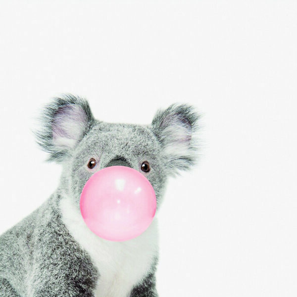 Koala mit Kaugummi