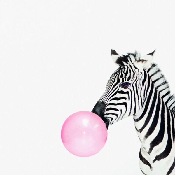 Zebra mit rosa Kaugummiblase
