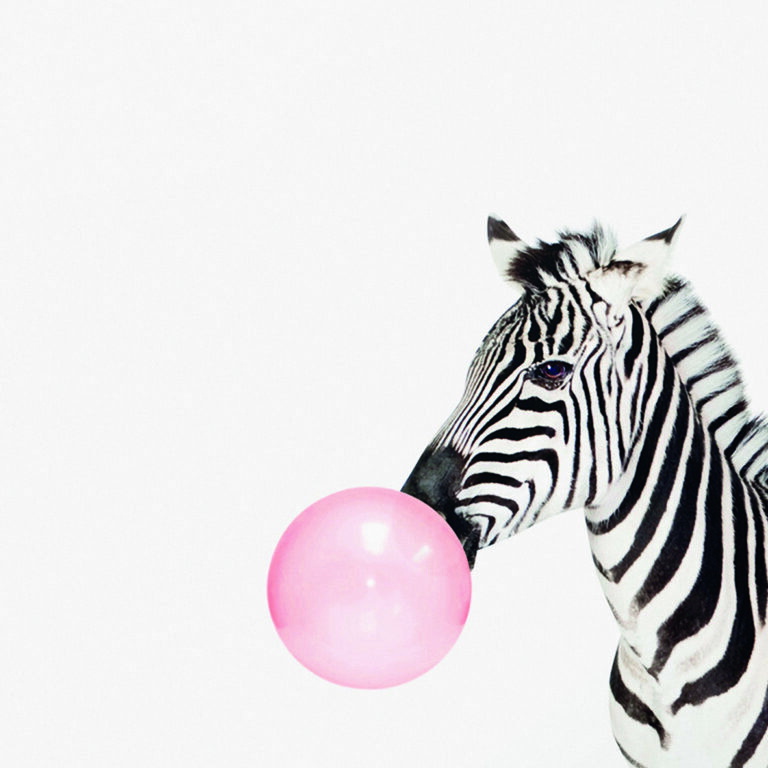 Zebra mit rosa Kaugummiblase