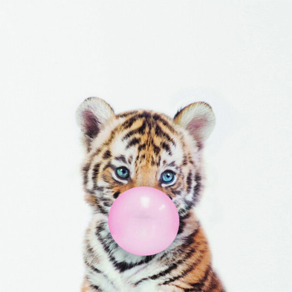 Niedliches Tigerjunges mit Kaugummiblase