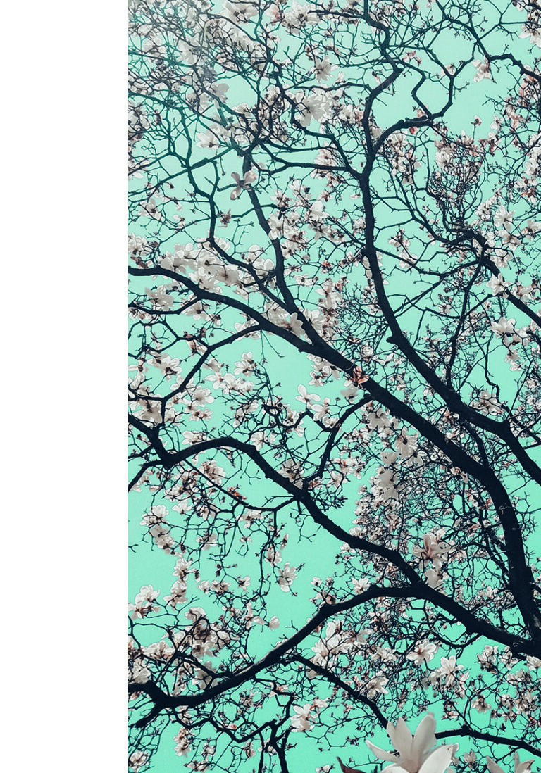 Frühlingsblumen unter blauem Himmel