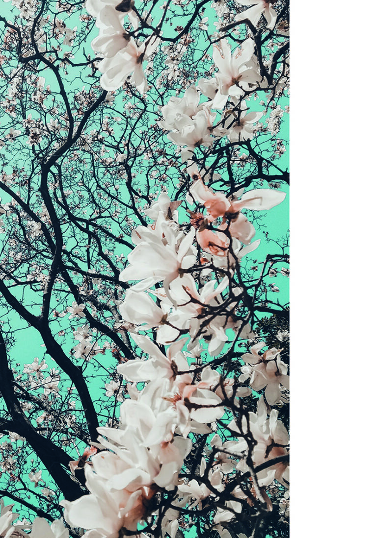 Blühende Magnolienzweige vor dem Himmel
