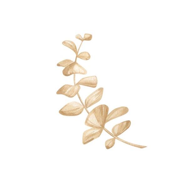 Minimalistische Eukalyptus-Illustration in Beige