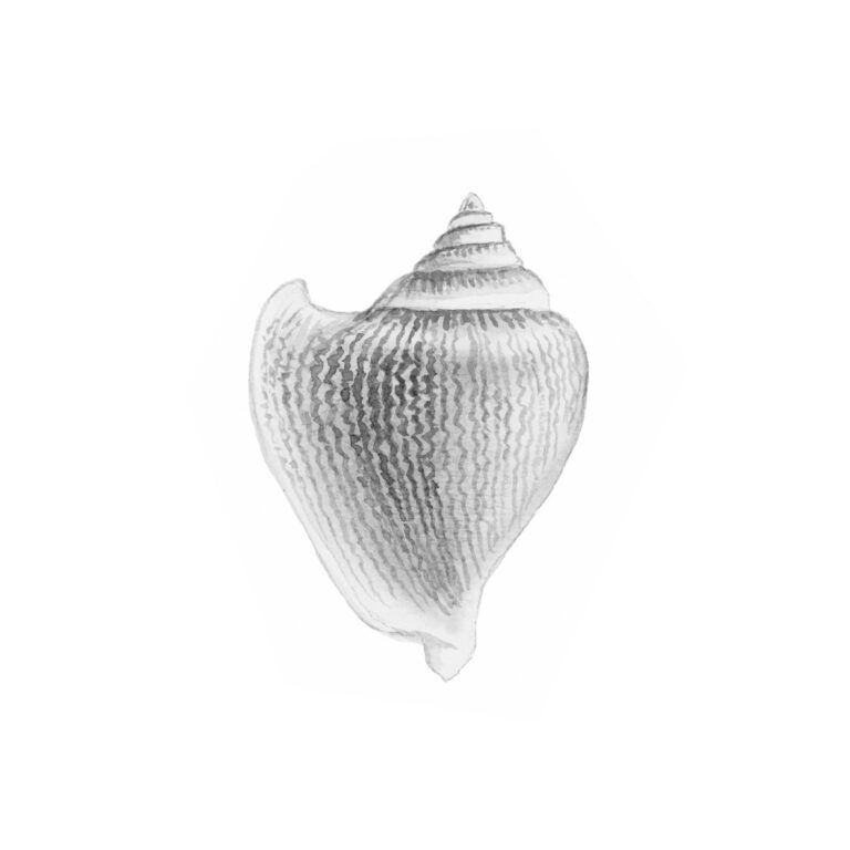 Minimalistische Muschelkunst in Schwarz-Weiß
