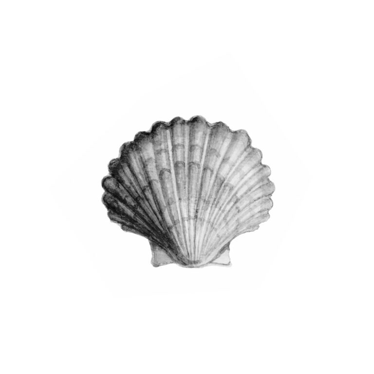 Monochrome Skizze einer Meeresmuschel