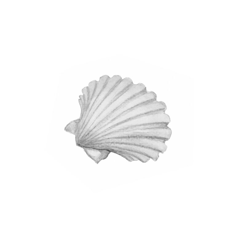 Minimalistische Muschelskizze in Schwarz-Weiß