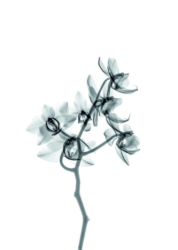 Elegantes botanisches Werk in Monochrom