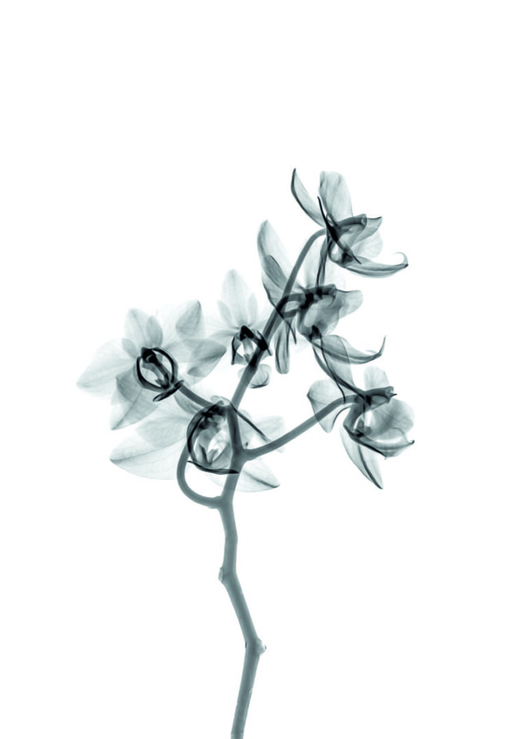 Elegantes botanisches Werk in Monochrom