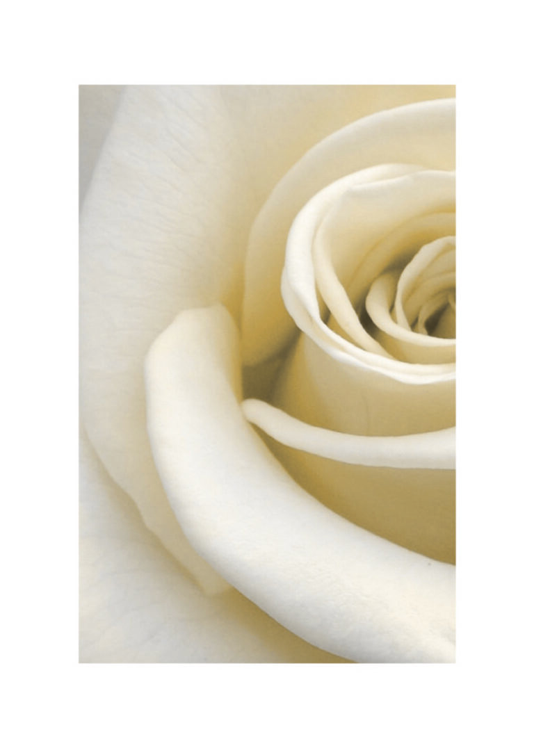 Nahaufnahme einer weißen Rose