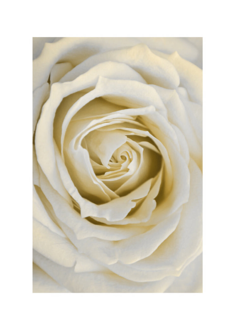 Elegante Nahaufnahme einer weißen Rose