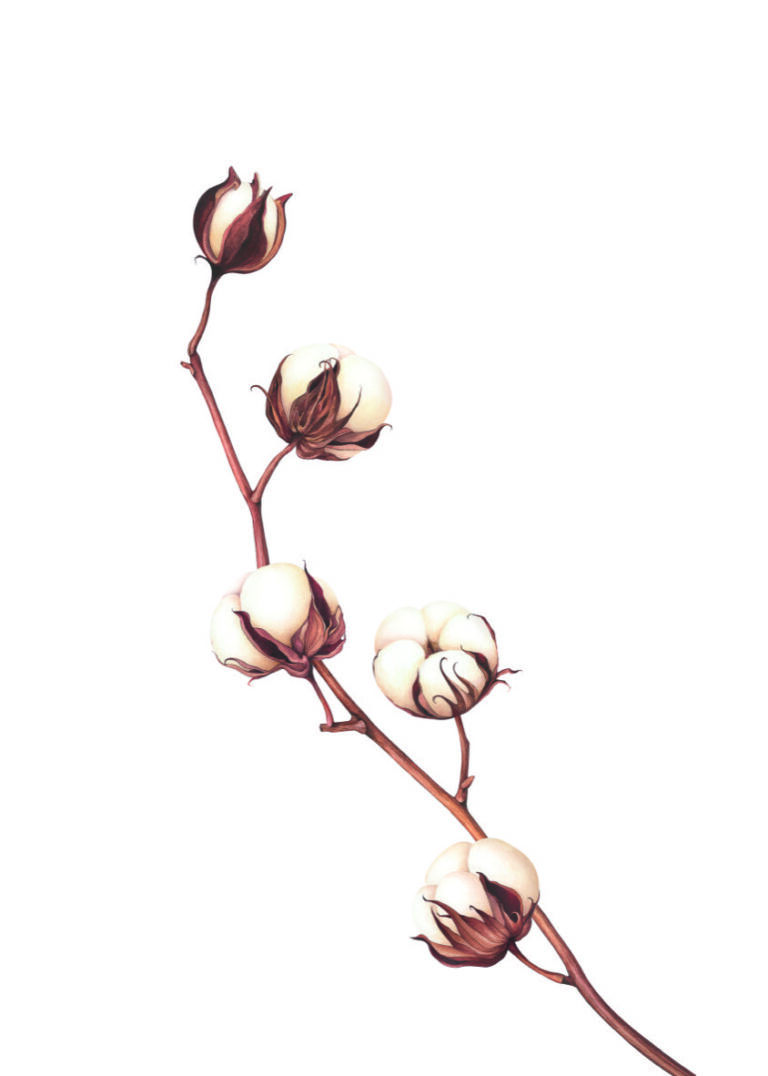 Elegante Illustration einer Baumwollpflanze