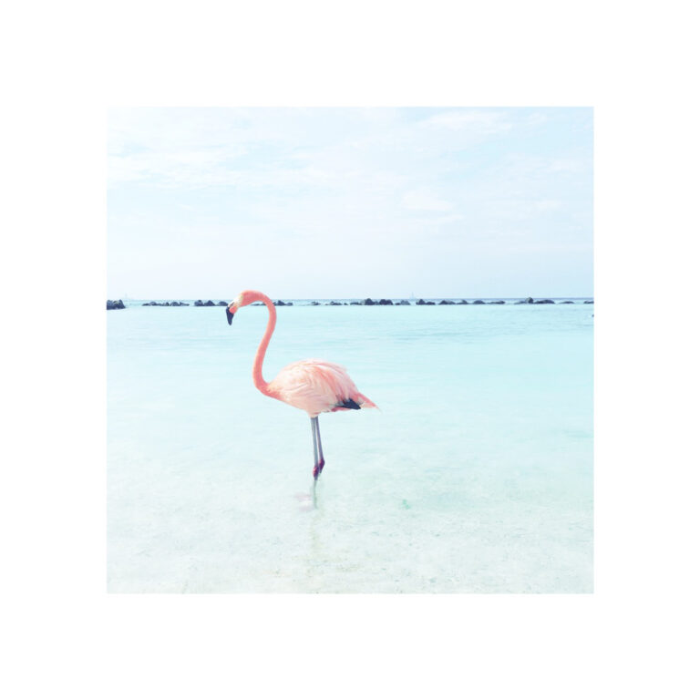 Anmutiger Flamingo in ruhigem Wasser