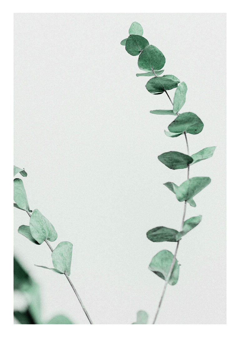 Schlichte botanische Illustration von Eukalyptus