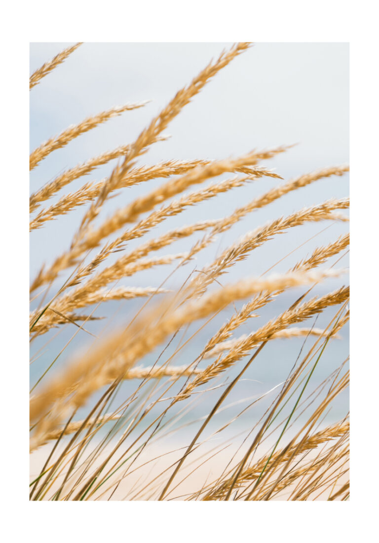 Goldener Weizen mit Blick auf die Küste