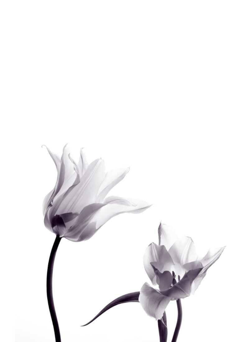 Elegante Komposition mit Tulpen in Schwarz-Weiß