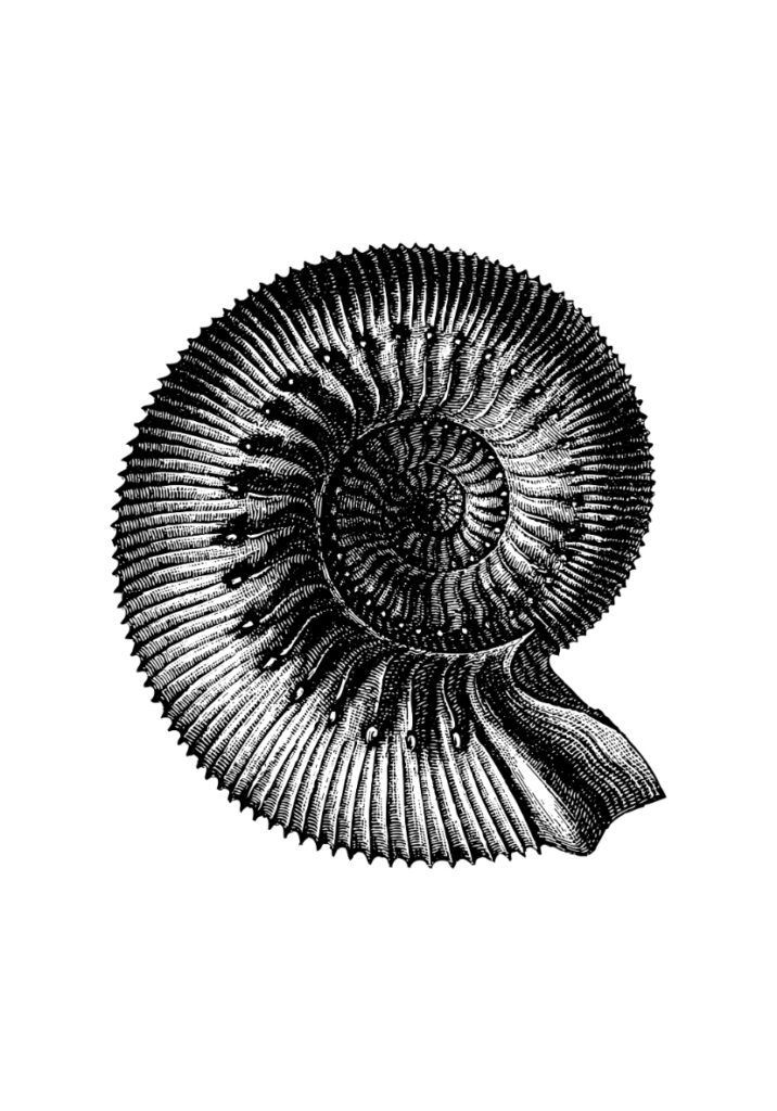 AUREA 3