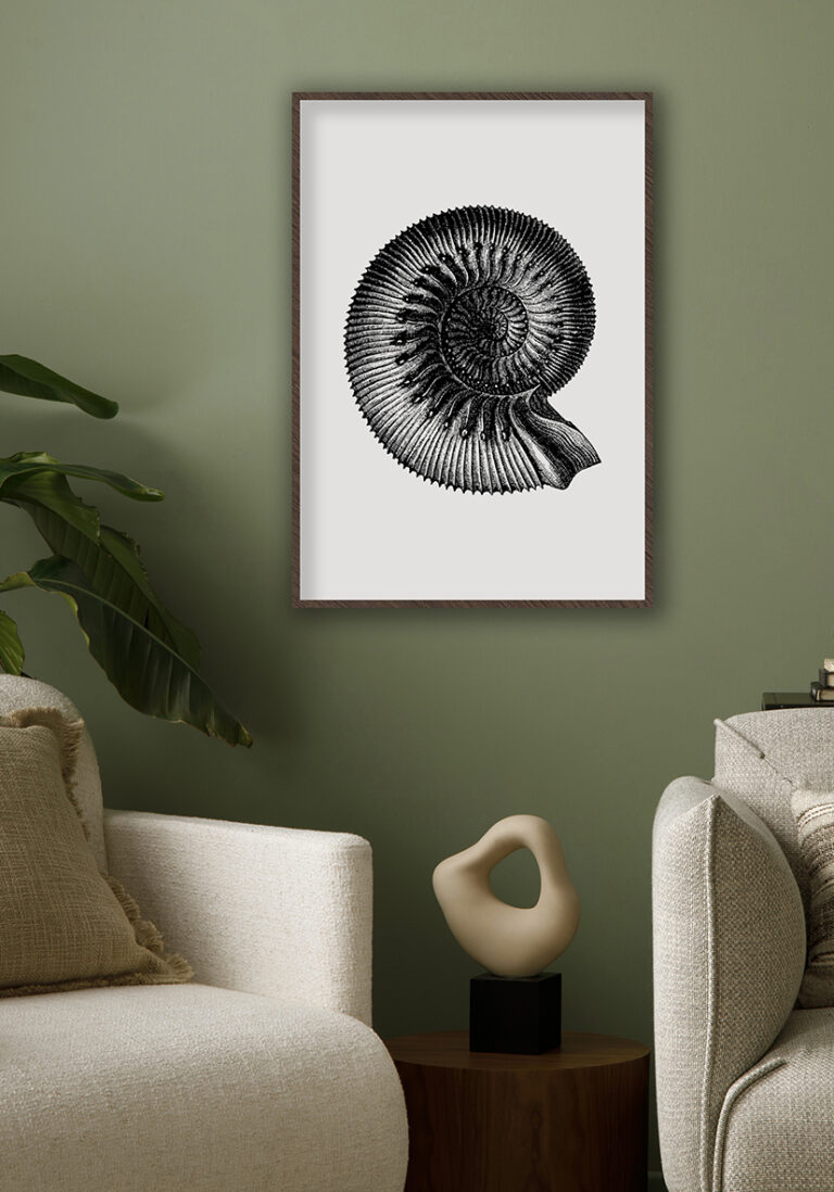 Detaillierte Vintage-Illustration eines Nautilus
